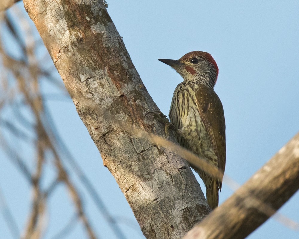 Mombasa Woodpecker - Lars Petersson | My World of Bird Photography