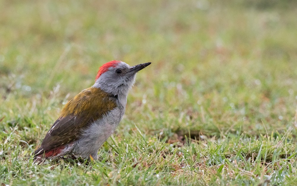 Mountain Gray Woodpecker - Lars Petersson | My World of Bird Photography