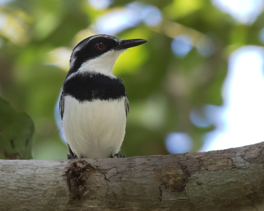 Short-tailed Batis (Short-tailed) - Lars Petersson | My World of Bird Photography