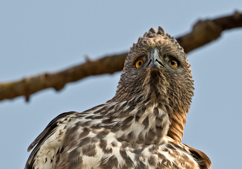 Changeable Hawk-Eagle (Changeable) - Lars Petersson | My World of Bird Photography