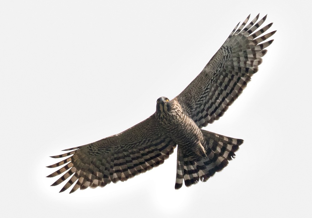 Mountain Hawk-Eagle - Lars Petersson | My World of Bird Photography