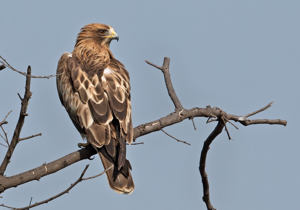 Booted Eagle - Lars Petersson | My World of Bird Photography