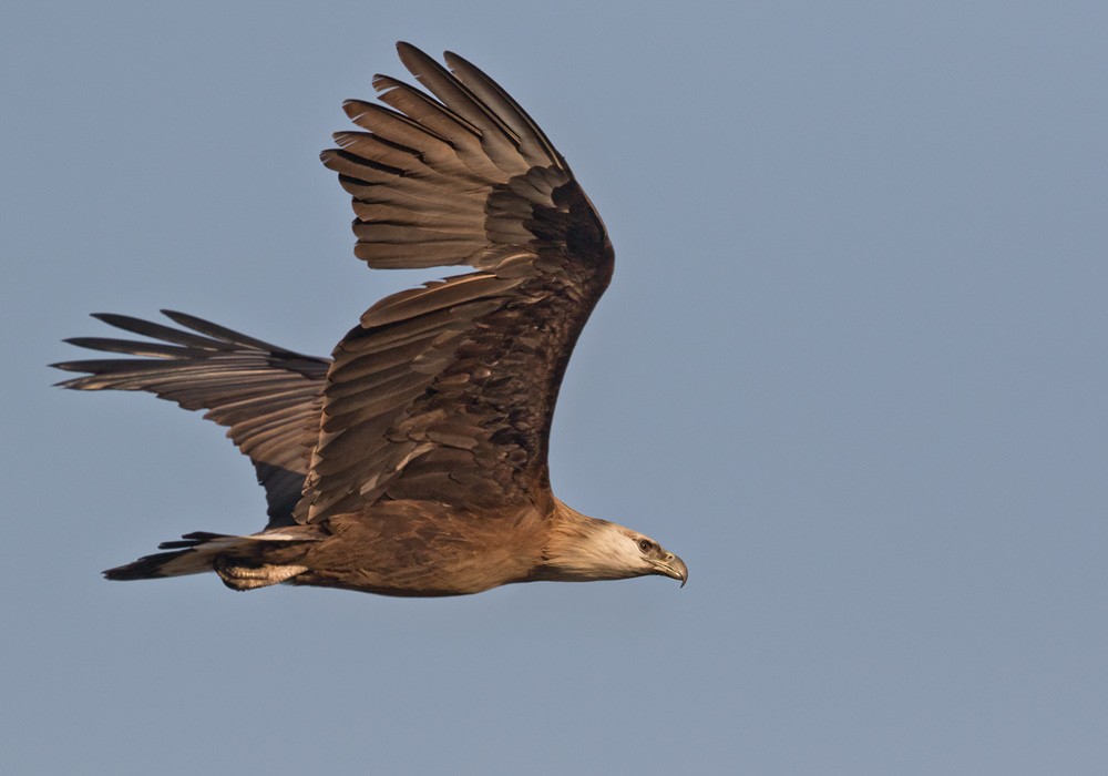 Pallas's Fish-Eagle - Lars Petersson | My World of Bird Photography