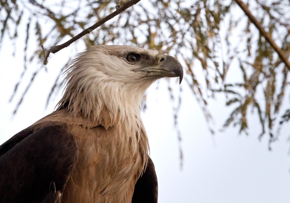 Pallas's Fish-Eagle - Lars Petersson | My World of Bird Photography