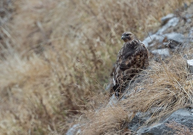 ヒマラヤノスリ Ebird