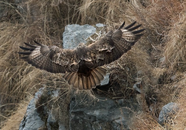 ヒマラヤノスリ Ebird