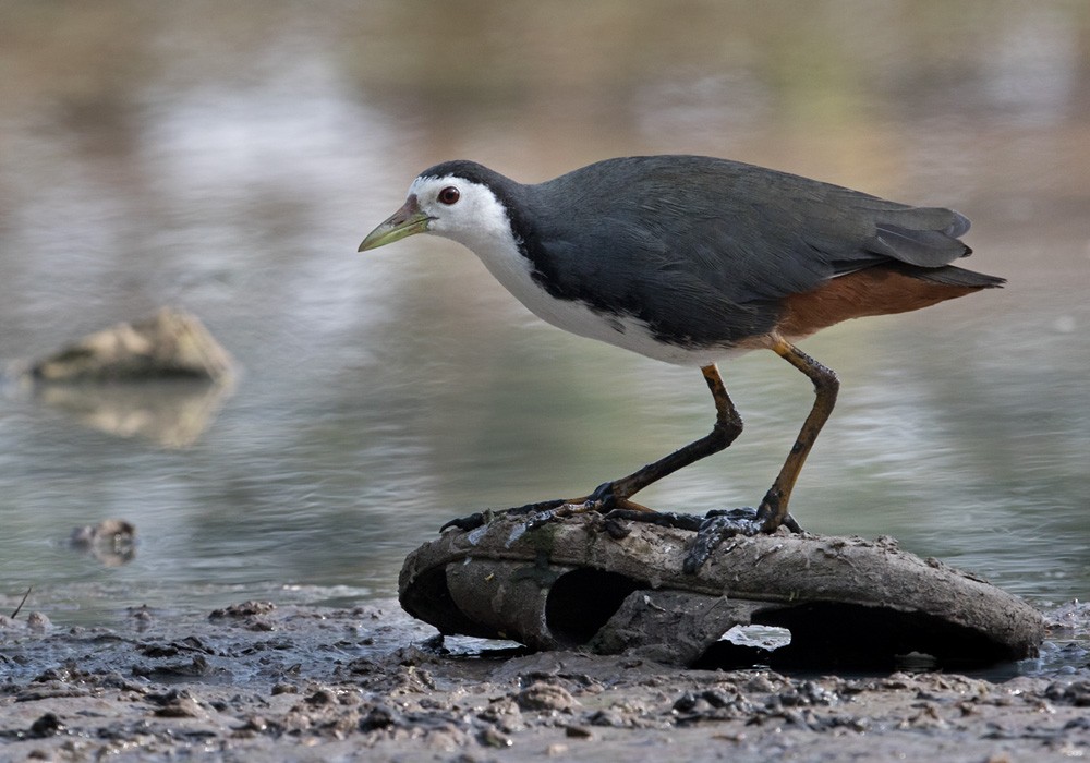 White-breasted Waterhen - Lars Petersson | My World of Bird Photography