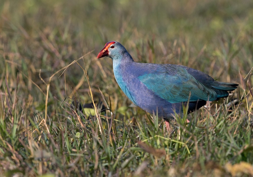 Gray-headed Swamphen - Lars Petersson | My World of Bird Photography
