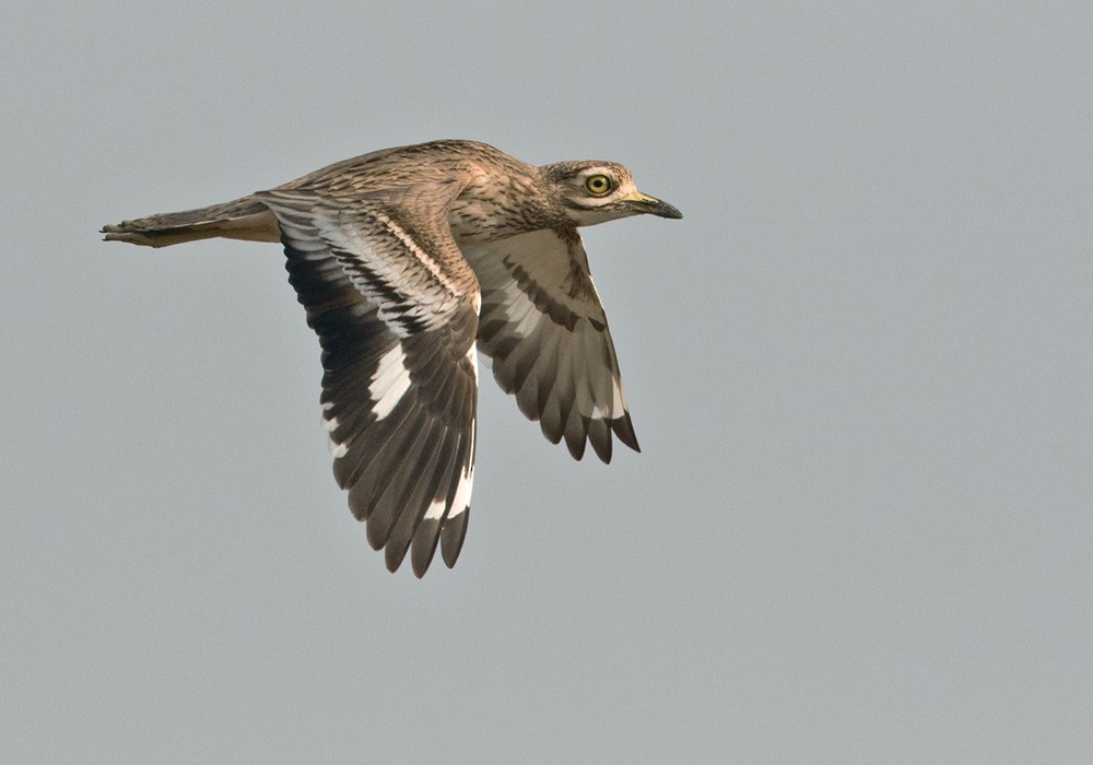 Indian Thick-knee - Lars Petersson | My World of Bird Photography