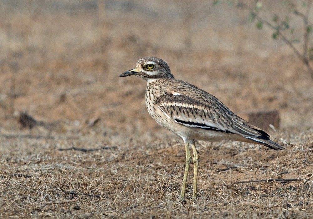 Indian Thick-knee - Lars Petersson | My World of Bird Photography