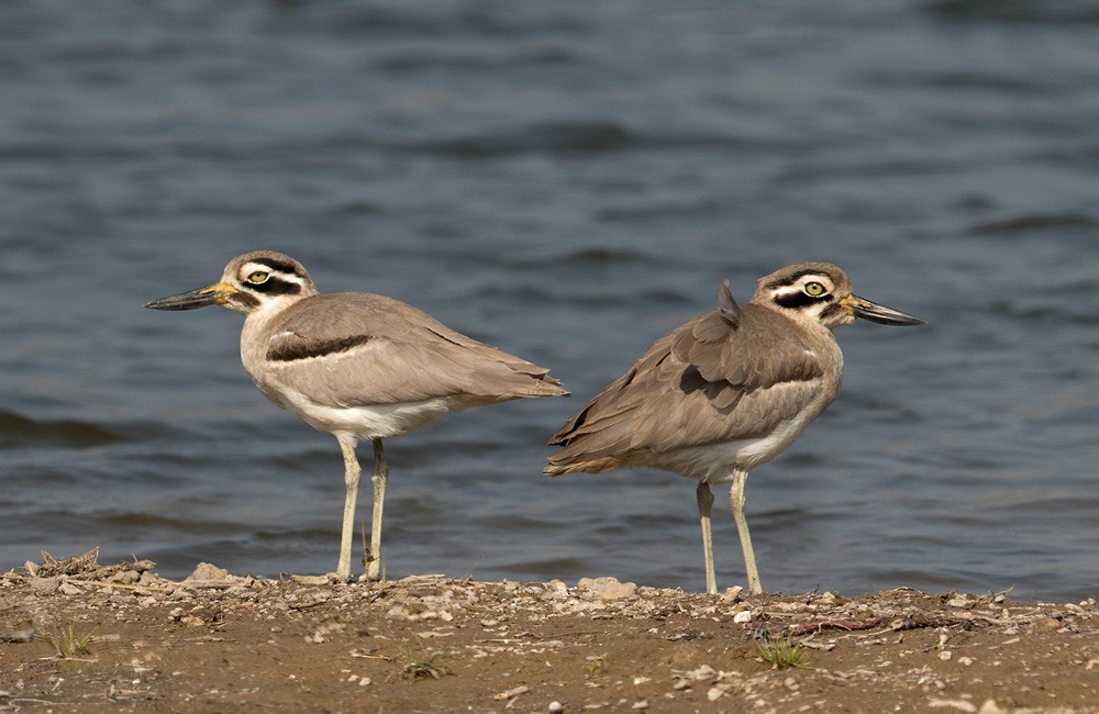 Great Thick-knee - ML205985291