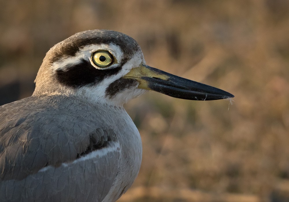 Great Thick-knee - Lars Petersson | My World of Bird Photography