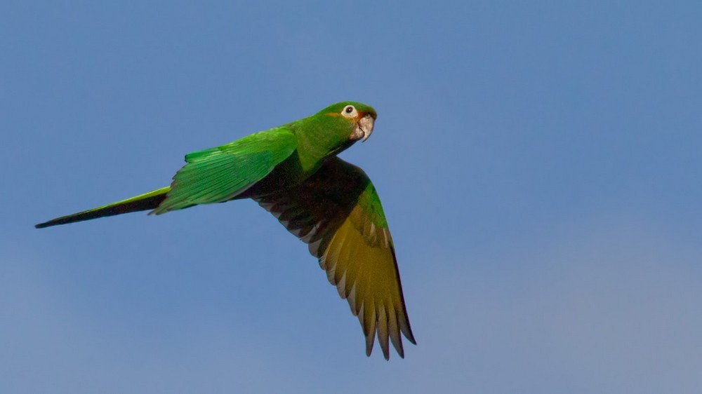 Golden-plumed Parakeet - Lars Petersson | My World of Bird Photography