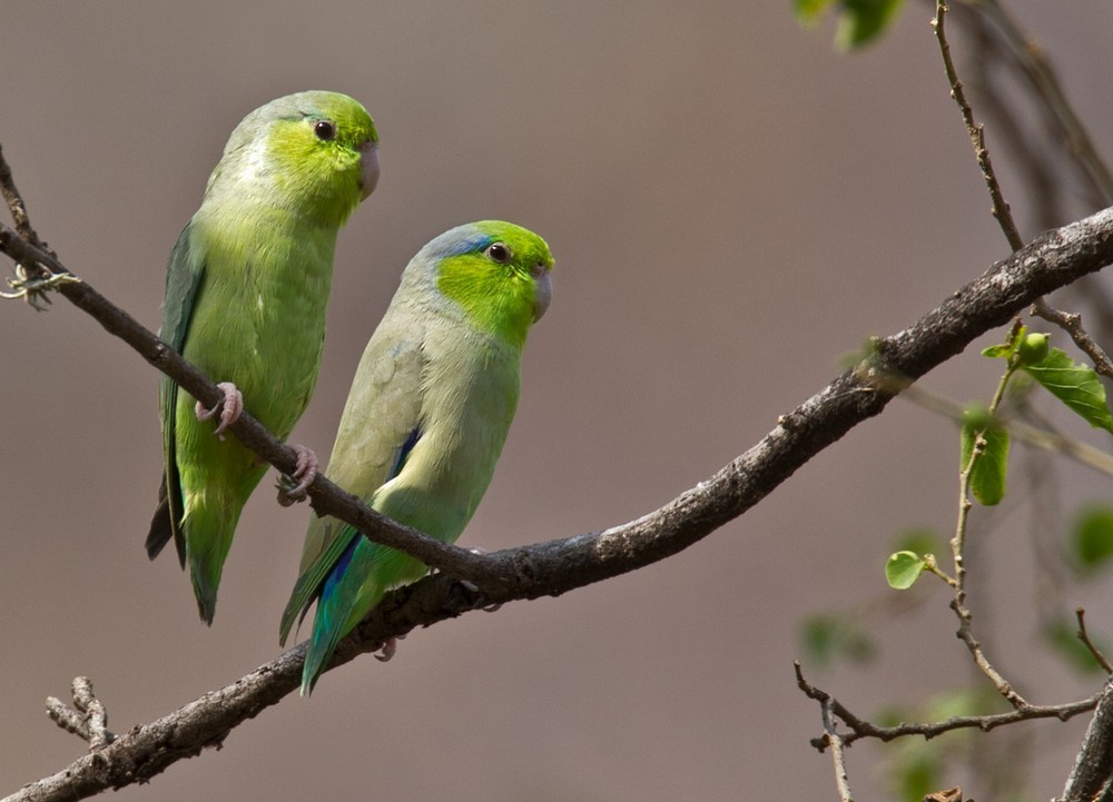 Pacific Parrotlet - Lars Petersson | My World of Bird Photography