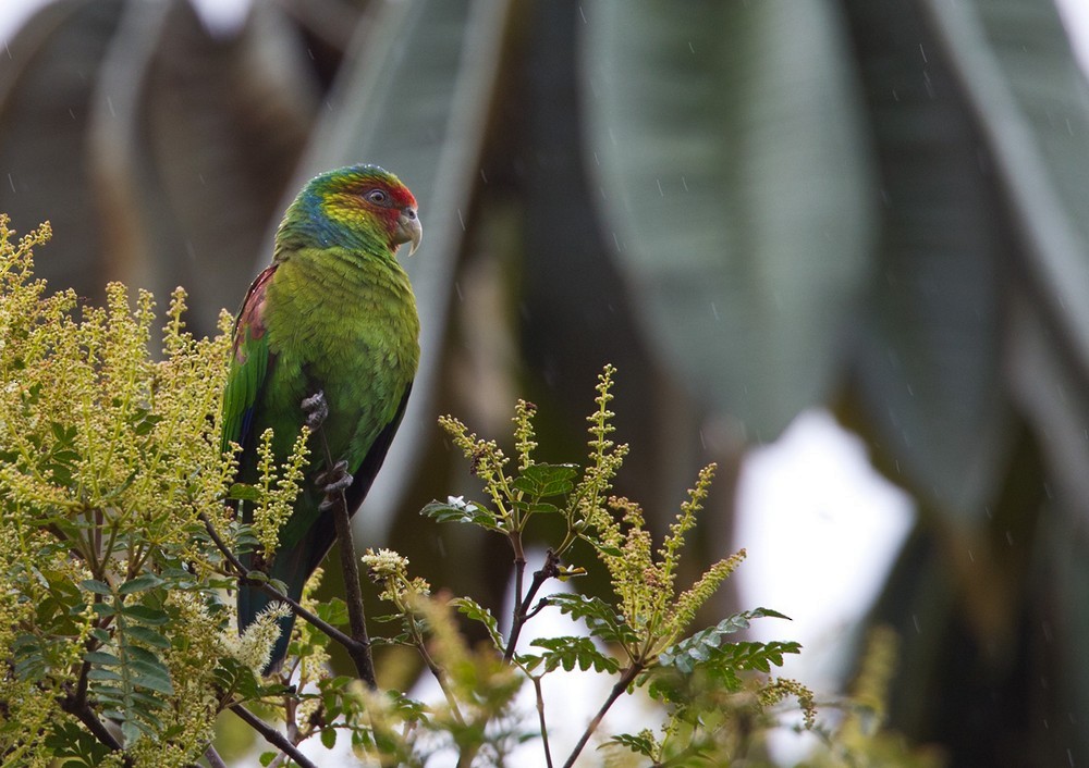 Red-faced Parrot - ML205985521