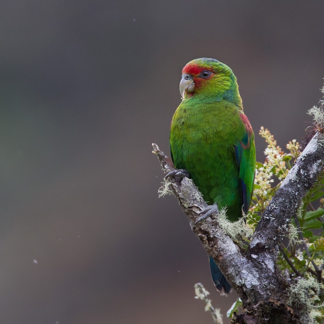 Red-faced Parrot - Lars Petersson | My World of Bird Photography
