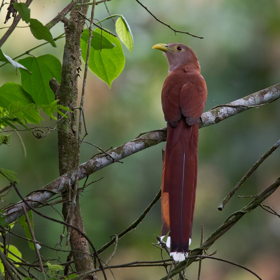 Squirrel Cuckoo - Lars Petersson | My World of Bird Photography