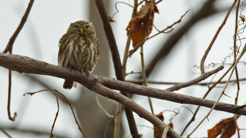 Peruvian Pygmy-Owl - ML205985611
