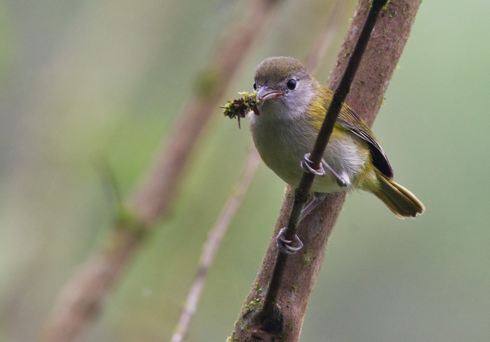 Lesser Greenlet - Lars Petersson | My World of Bird Photography