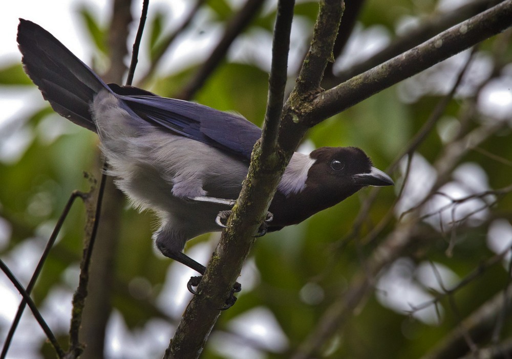 Violaceous Jay - Lars Petersson | My World of Bird Photography