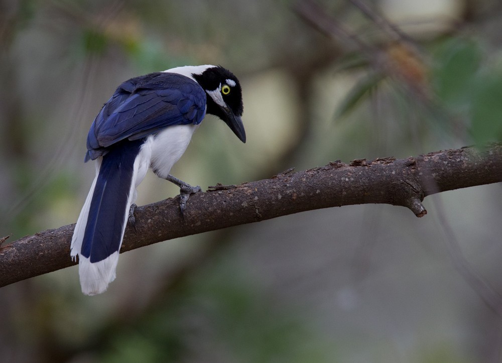 White-tailed Jay - Lars Petersson | My World of Bird Photography