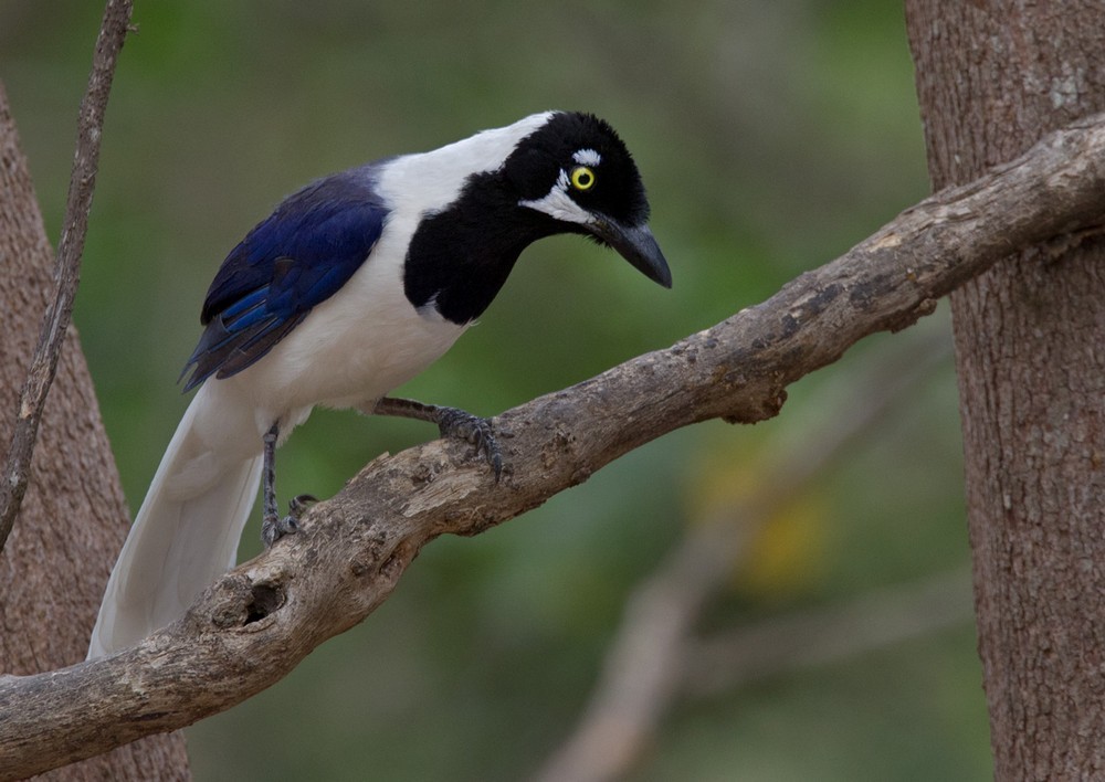 White-tailed Jay - Lars Petersson | My World of Bird Photography