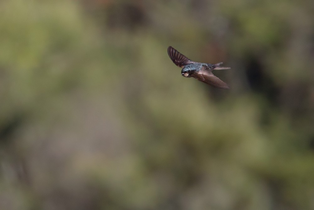 Brown-bellied Swallow - ML205985771