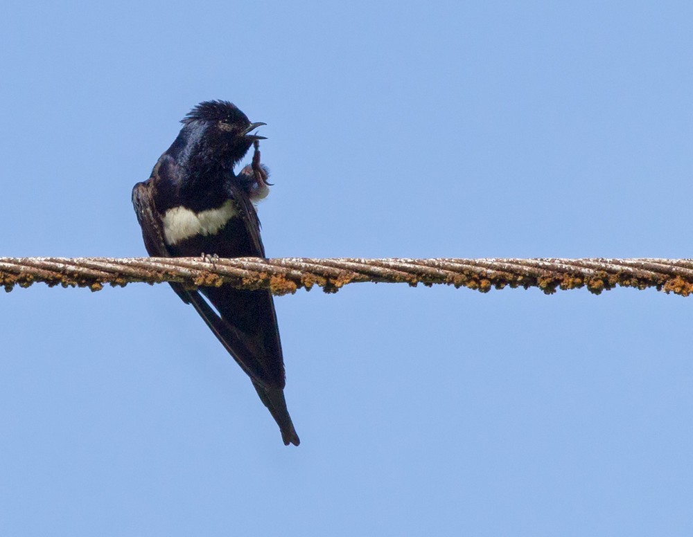 White-banded Swallow - ML205985791