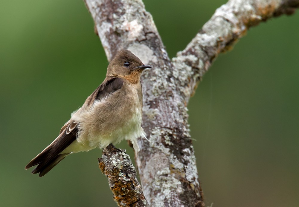 Southern Rough-winged Swallow - Lars Petersson | My World of Bird Photography