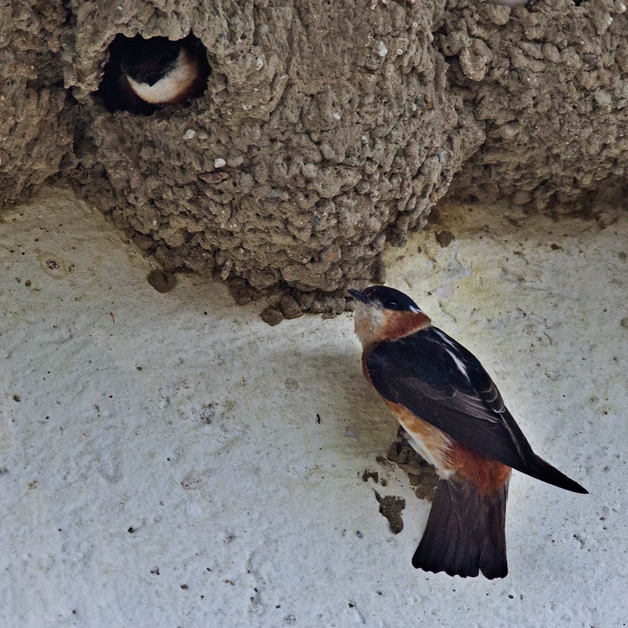 Chestnut-collared Swallow - ML205985811