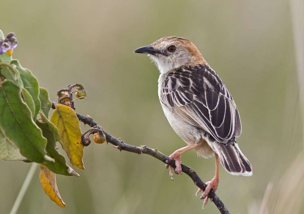 Stout Cisticola (Rufous-crowned) - ML205985941