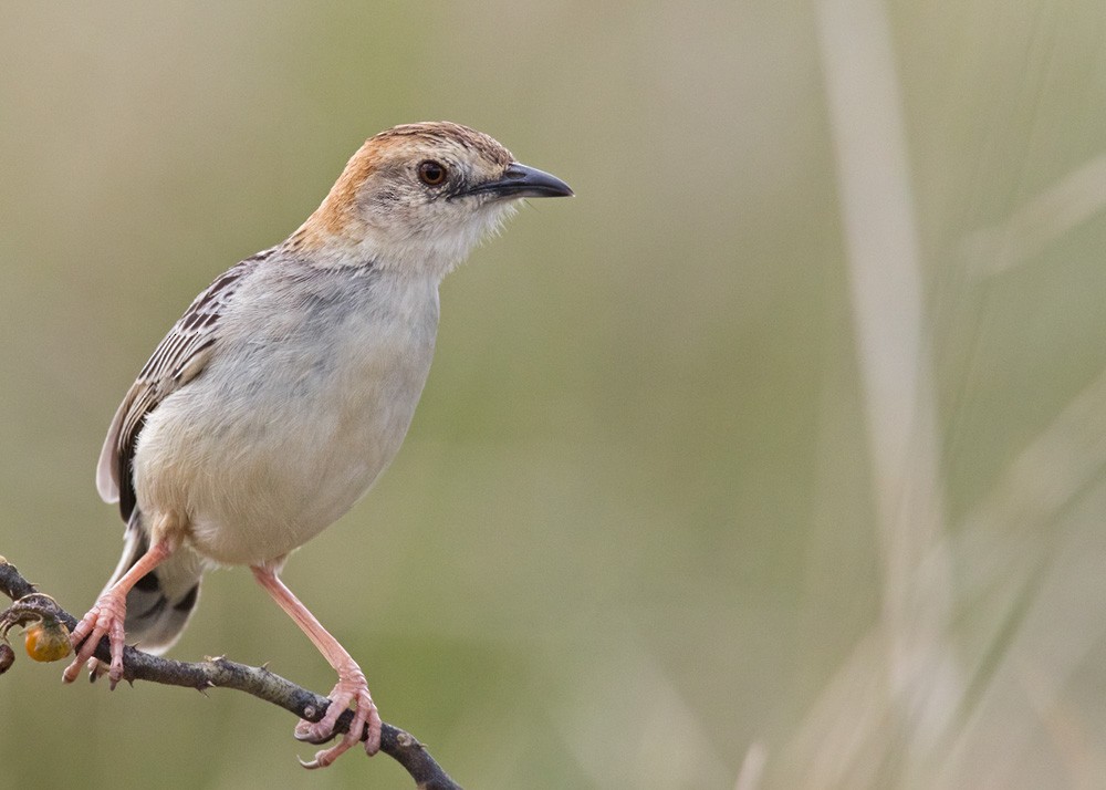 Stout Cisticola (Rufous-crowned) - ML205985951