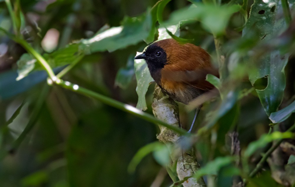 Black-faced Rufous-Warbler - Lars Petersson | My World of Bird Photography