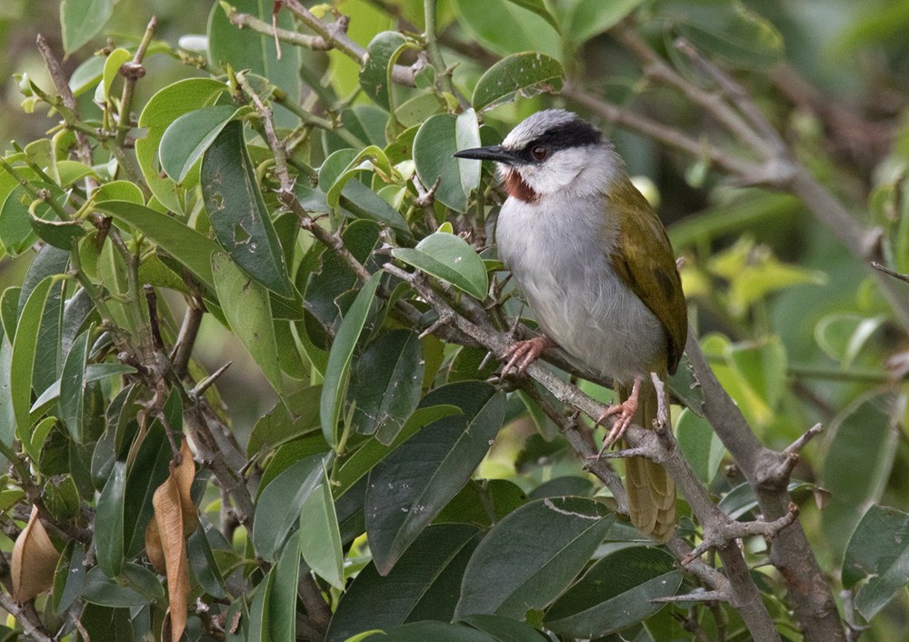 Gray-capped Warbler - ML205986021
