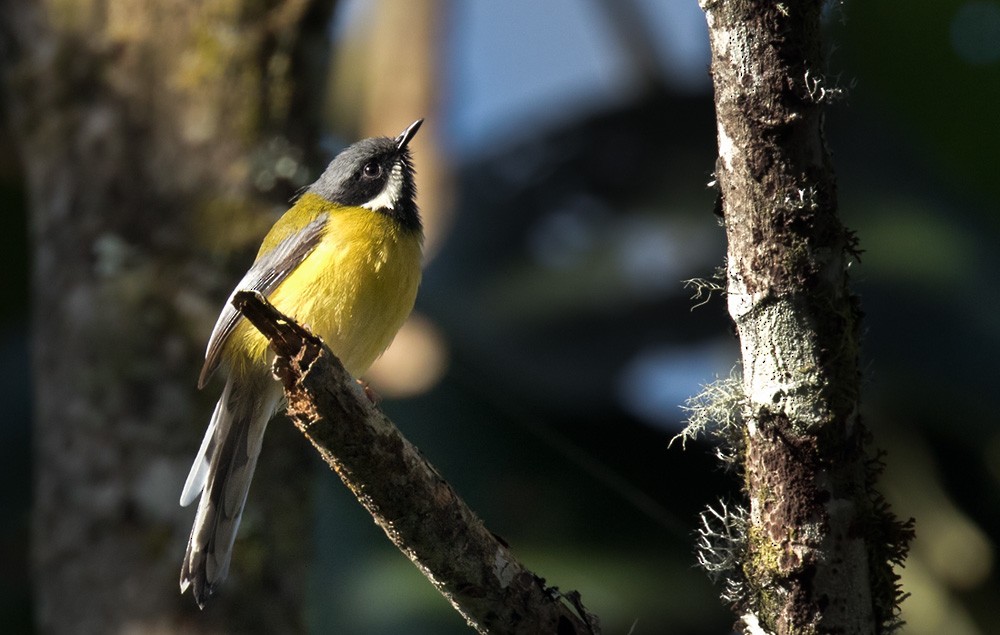 Black-throated Apalis - Lars Petersson | My World of Bird Photography