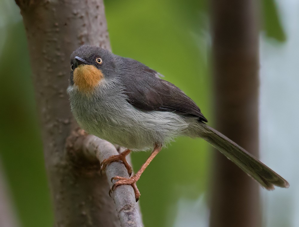 Chestnut-throated Apalis - Lars Petersson | My World of Bird Photography