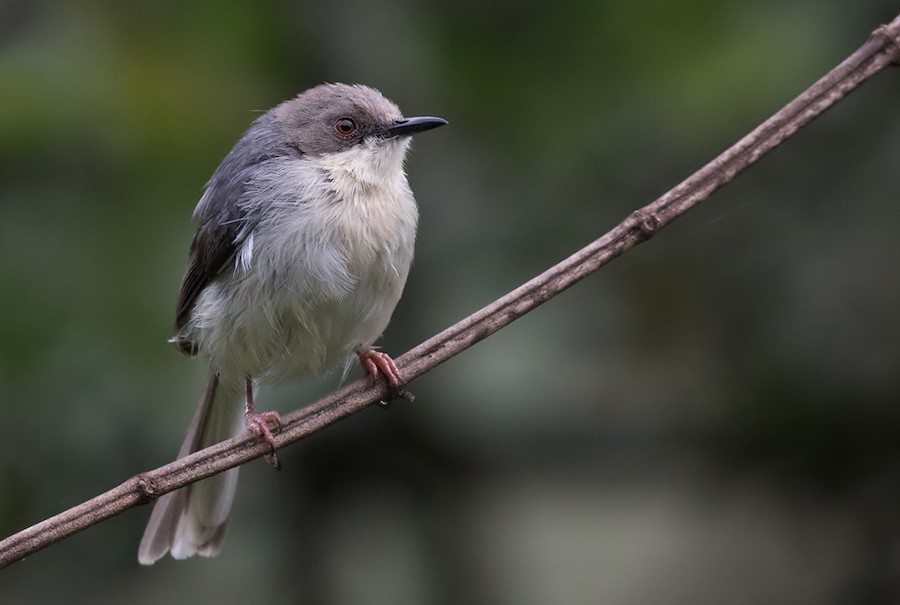 Grey Apalis (Grey) - eBird