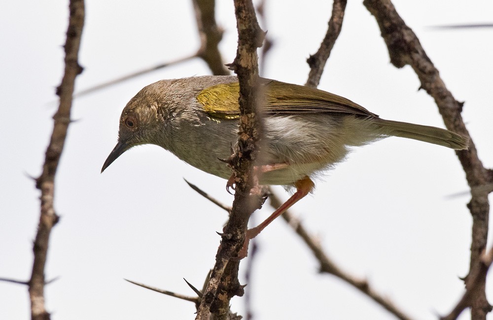 Green-backed Camaroptera (Gray-backed) - Lars Petersson | My World of Bird Photography