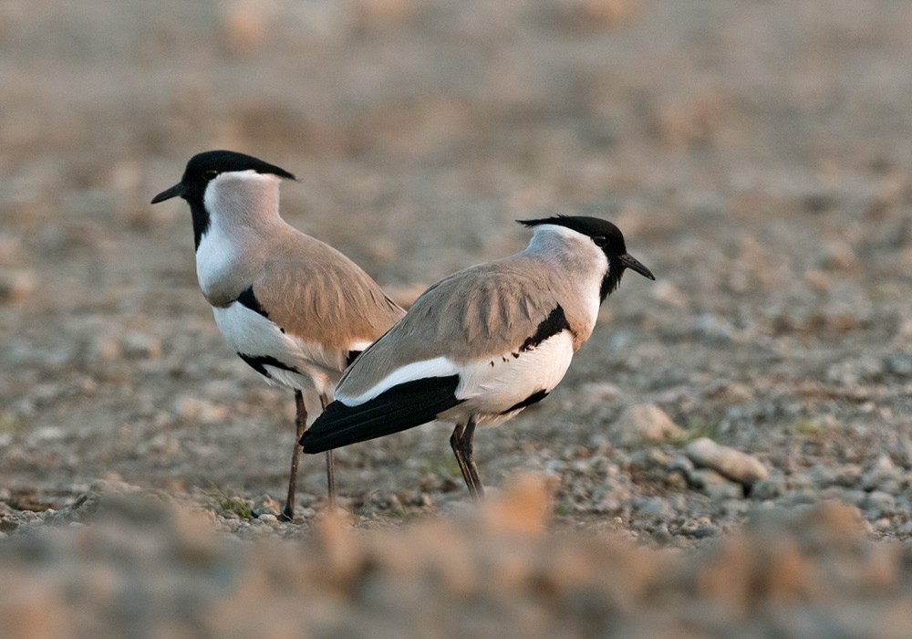 River Lapwing - Lars Petersson | My World of Bird Photography