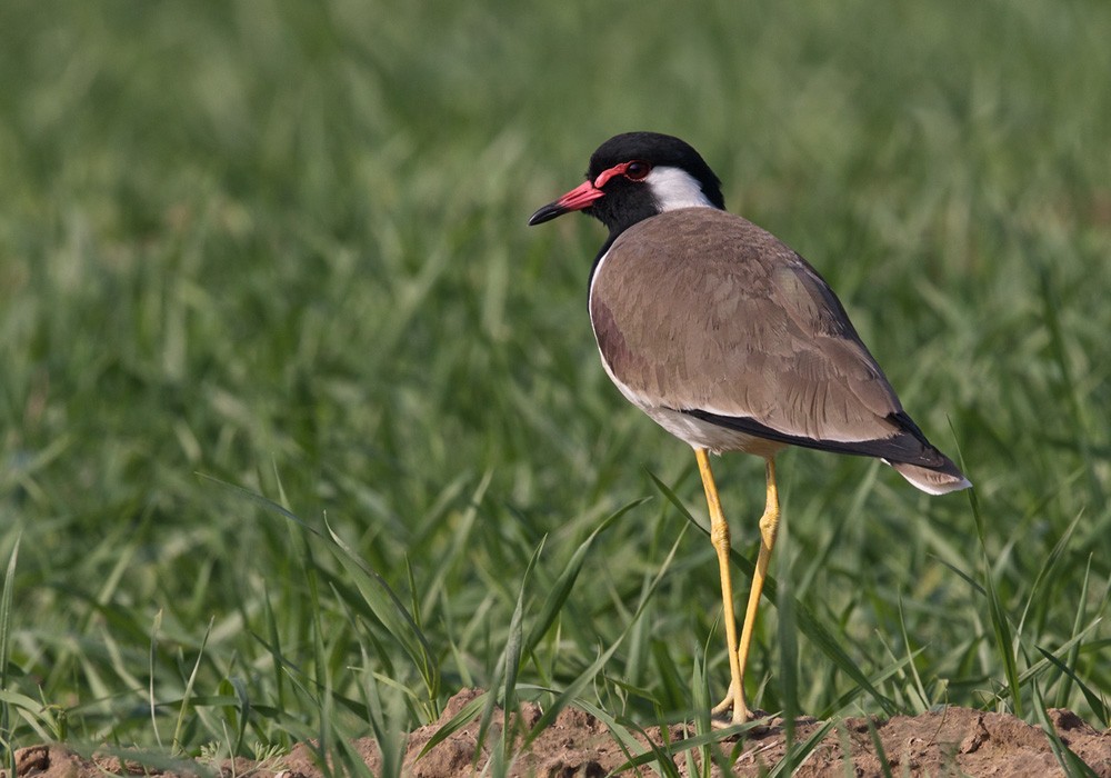 Red-wattled Lapwing - Lars Petersson | My World of Bird Photography