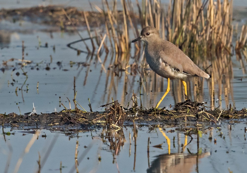 White-tailed Lapwing - Lars Petersson | My World of Bird Photography