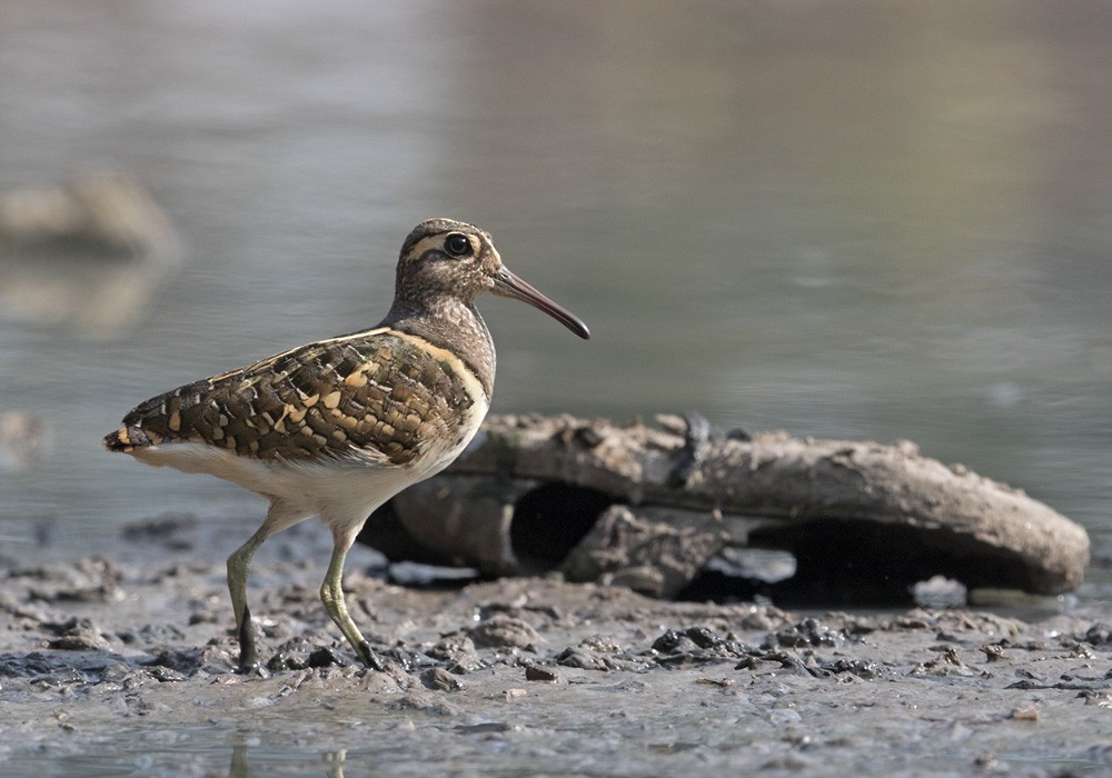 Greater Painted-Snipe - ML205986311