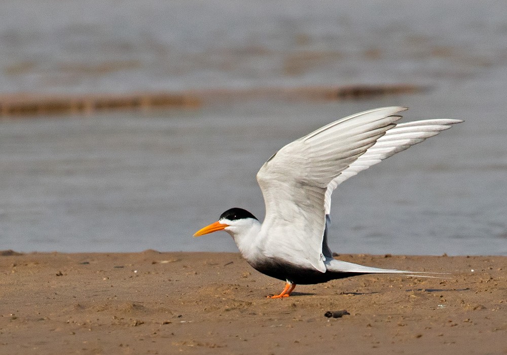 Black-bellied Tern - Lars Petersson | My World of Bird Photography