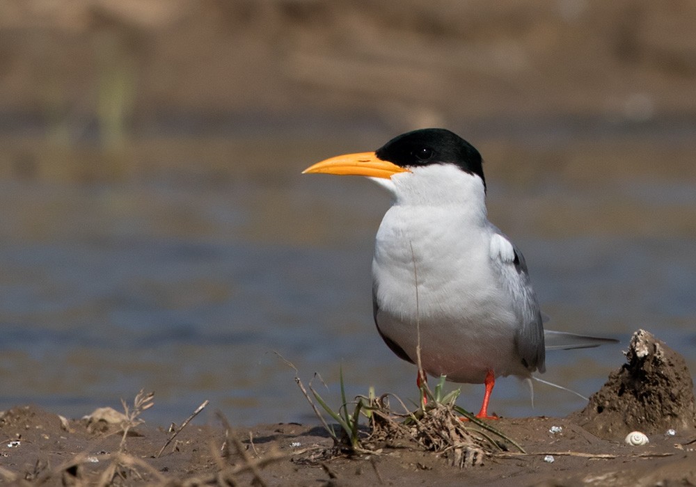 River Tern - Lars Petersson | My World of Bird Photography