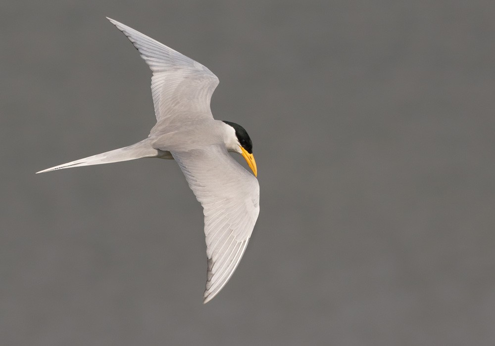 River Tern - Lars Petersson | My World of Bird Photography