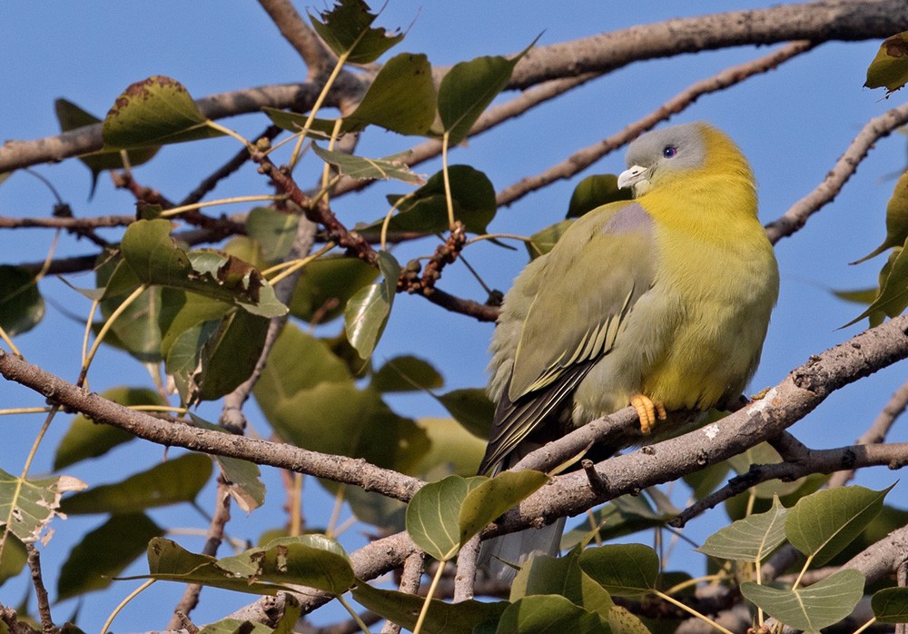 Yellow-footed Green-Pigeon - ML205986641
