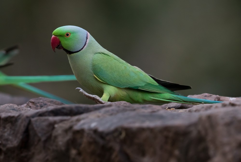 Rose-ringed Parakeet - Lars Petersson | My World of Bird Photography