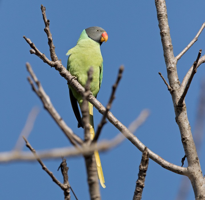 Himalaya Yeşil Papağanı - ML205986731