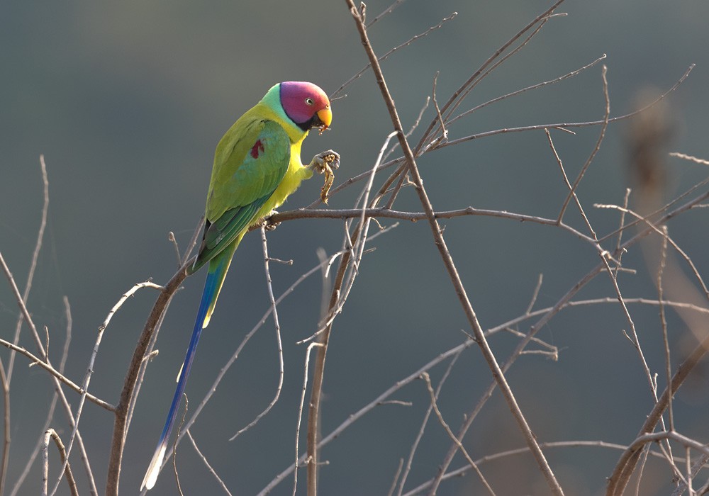 Plum-headed Parakeet - Lars Petersson | My World of Bird Photography
