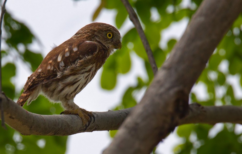 Peruvian Pygmy-Owl - ML205986761